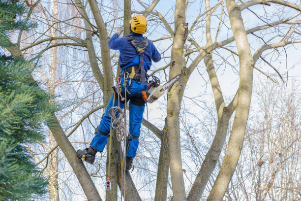 How Our Tree Care Process Works  in  Garden Ridge, TX